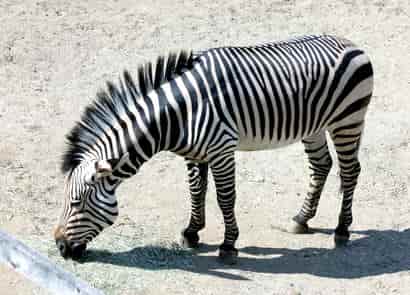 動物図鑑・ハートマンヤマシマウマ